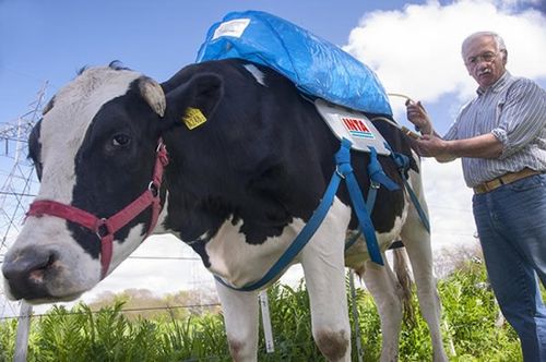 阿根廷国家农业科技研究所研发牛只"放屁背包"