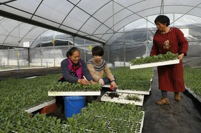 段丽丽:在脱贫攻坚的路上我愿意做一头拓荒牛